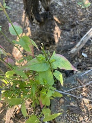 Galinsoga parviflora