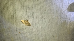 Spilomelinae