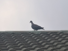 Columba guinea