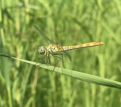 Sympetrum tibiale