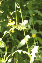 Sonchus arvensis arvensis