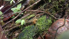 Pristimantis achatinus