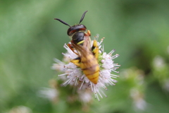 Philanthus triangulum