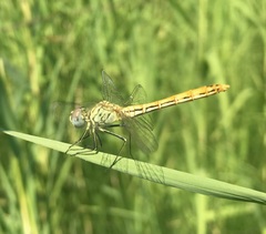 Sympetrum tibiale