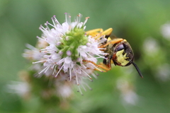 Philanthus triangulum