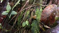 Pristimantis achatinus