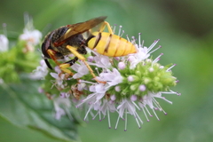 Philanthus triangulum