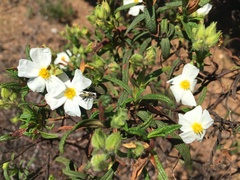 Cistus monspeliensis