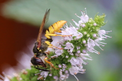 Philanthus triangulum