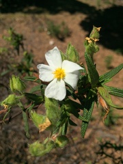 Cistus monspeliensis