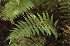 Oreopteris limbosperma