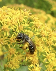 Callandrena