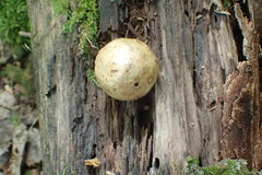 Amphibolips quercusinanis