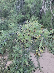 Condalia warnockii