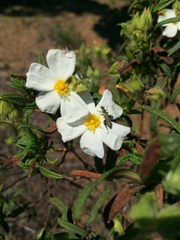 Cistus monspeliensis
