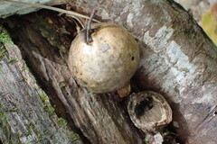 Amphibolips quercusinanis