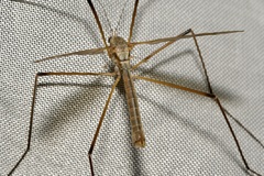 Tipula