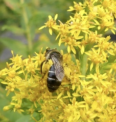 Callandrena