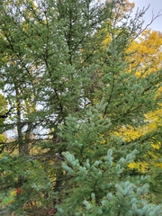 Picea glauca