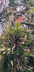 Aechmea nudicaulis