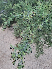 Condalia warnockii