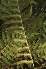 Oreopteris limbosperma