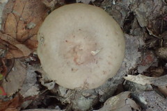 Lactarius chrysorrheus
