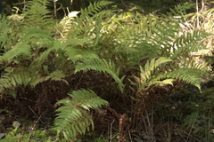 Oreopteris limbosperma