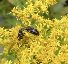 Callandrena