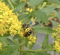 Callandrena