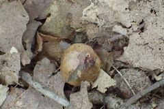 Amphibolips quercusinanis