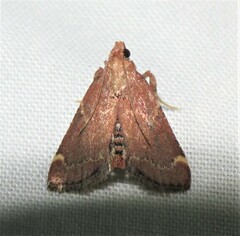 Hypsopygia intermedialis