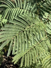 Mimosoideae