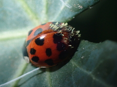 Hesperomyces harmoniae