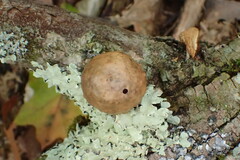 Amphibolips quercusinanis