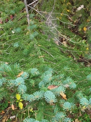 Picea glauca