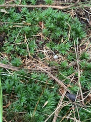 Atrichum altecristatum