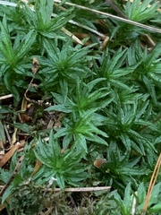 Atrichum altecristatum