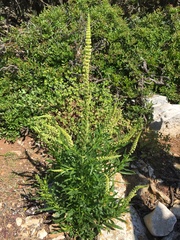Reseda inodora