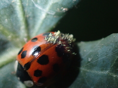 Hesperomyces harmoniae