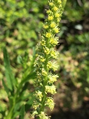 Reseda inodora
