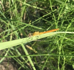 Sympetrum tibiale