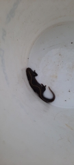 Triturus carnifex