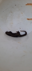 Triturus carnifex