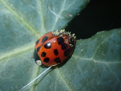 Hesperomyces harmoniae