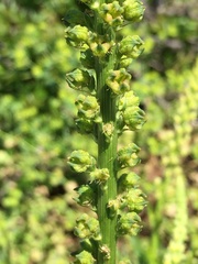Reseda inodora