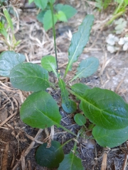 Youngia japonica