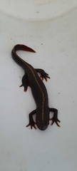 Triturus carnifex