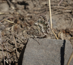 Pseudochazara daghestana