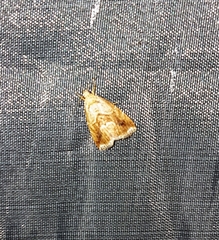 Maliattha marginalis